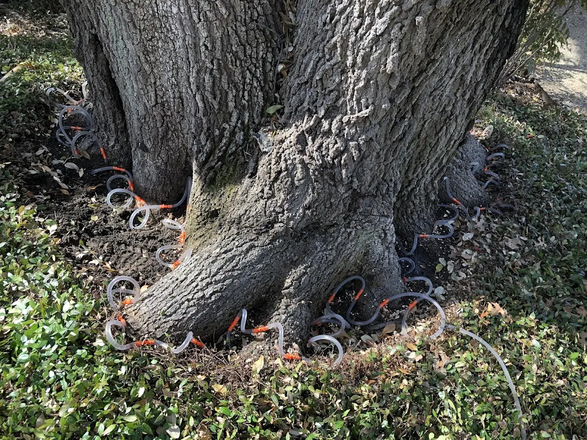 Detailed Tree Cabling and Bracing job site in Liberty Center