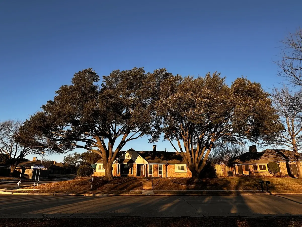Established residential canopy tree shading a home in Liberty Center